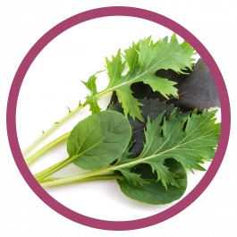 gemüse pflanze asiasalat Salat 