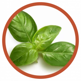 gemüse pflanze basilikum Gewürz Kräuter 