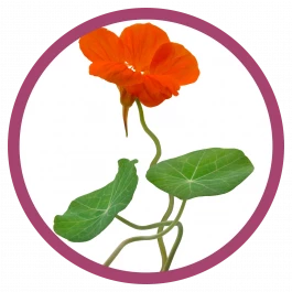 gemüse pflanze kapuzinerkresse 