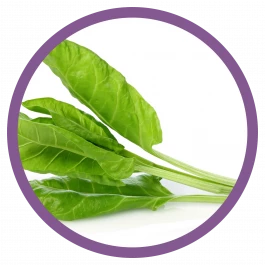 gemüse pflanze Mangold 