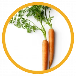 gemüse pflanze Möhre 