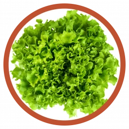 pflanze Pflücksalat Batavia