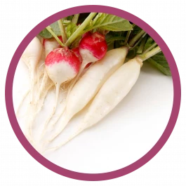 gemüse pflanze Radieschen 