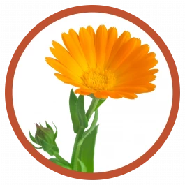 gemüse pflanze ringeblume 