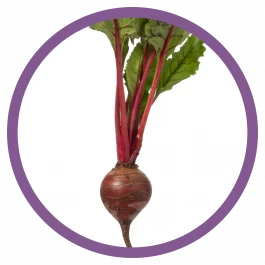 gemüse pflanze rotebeete 