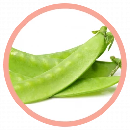 Zuckererbse gemüse pflanze 